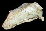 Fossil Oreodont (Merycoidodon) Mandible - Wyoming #145846-1